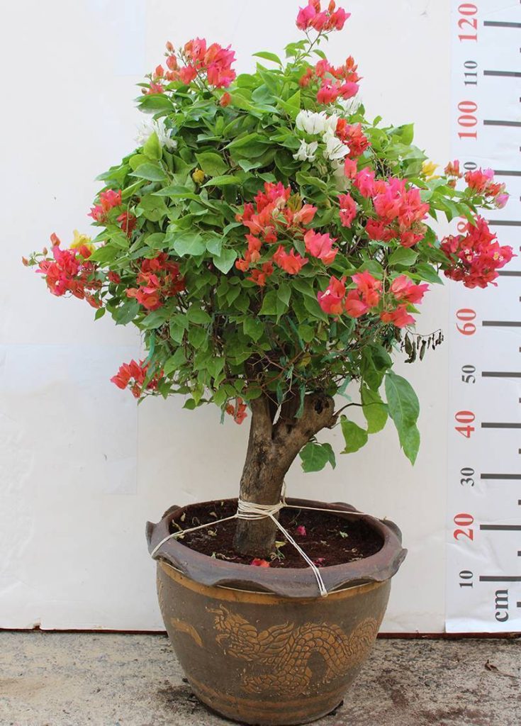 Bougainvillea Ball Shape 50cm Dia – Greenheart Landscaping & Contracting